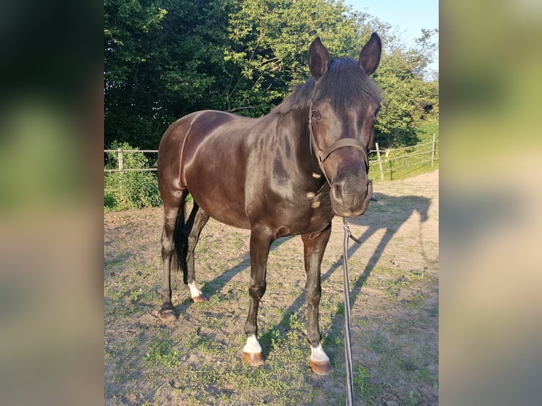 Westfale Stute 10 Jahre 170 cm Rappe in Rehna