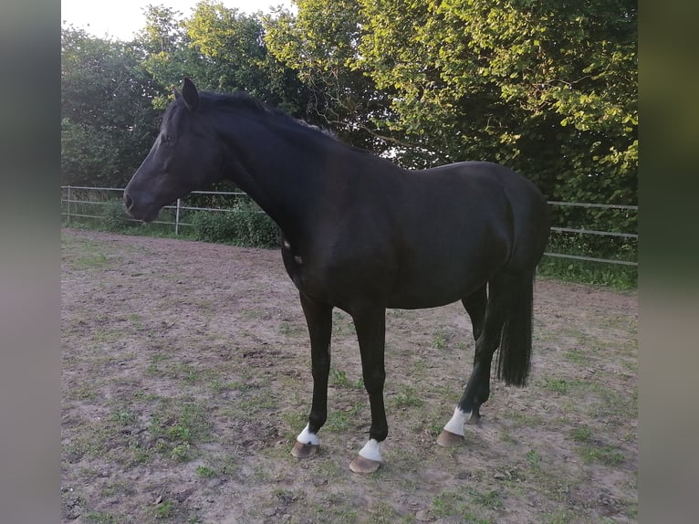 Westfale Stute 10 Jahre 170 cm Rappe in Rehna