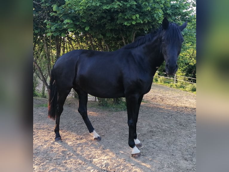 Westfale Stute 10 Jahre 170 cm Rappe in Rehna