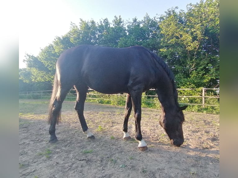 Westfale Stute 10 Jahre 170 cm Rappe in Rehna