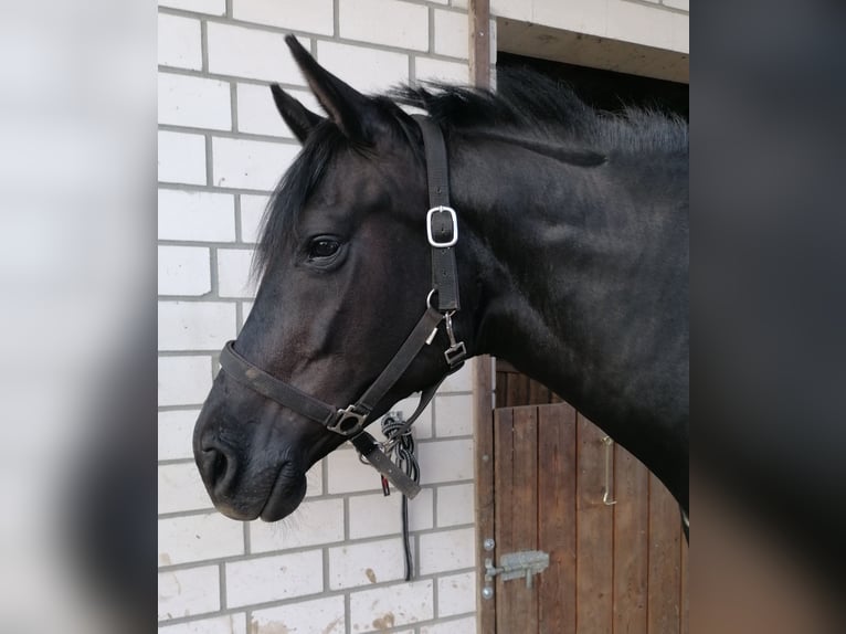 Westfale Stute 10 Jahre 170 cm Rappe in Rehna