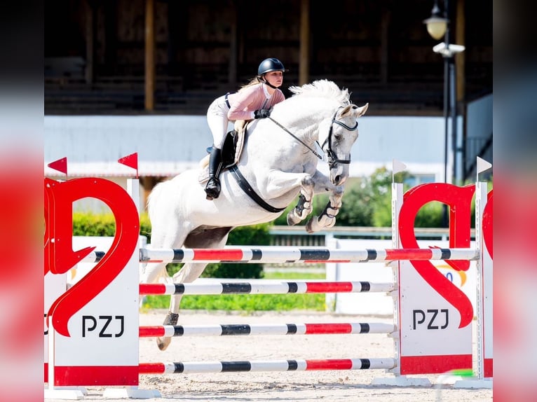 Westfale Stute 10 Jahre 170 cm Schimmel in Wysin