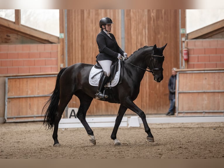 Westfale Stute 10 Jahre 171 cm Schwarzbrauner in Bochum