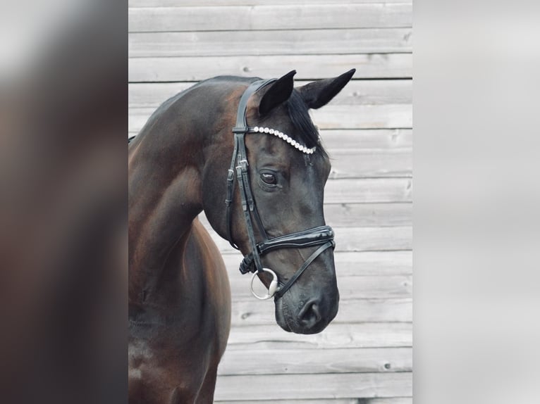Westfale Stute 10 Jahre 171 cm Schwarzbrauner in Bochum