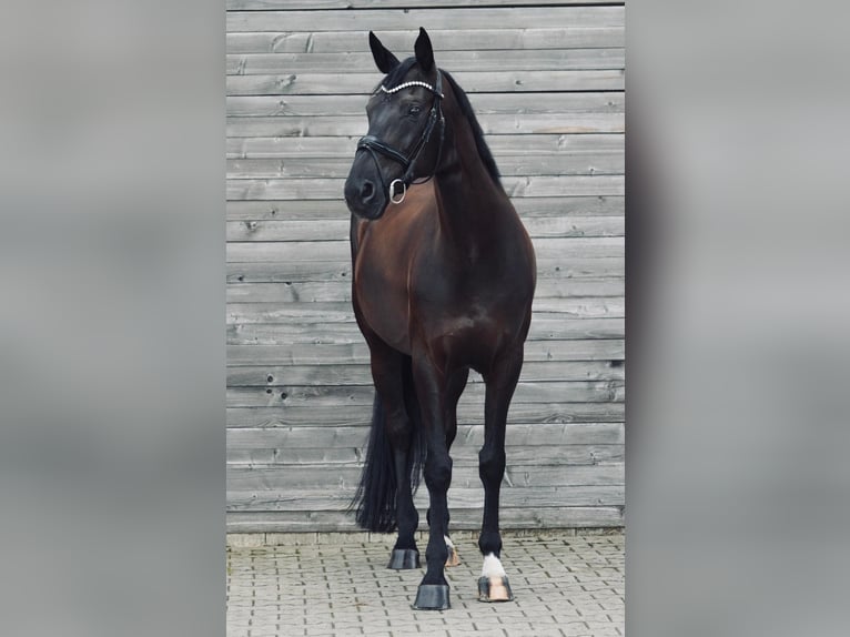 Westfale Stute 10 Jahre 171 cm Schwarzbrauner in Bochum