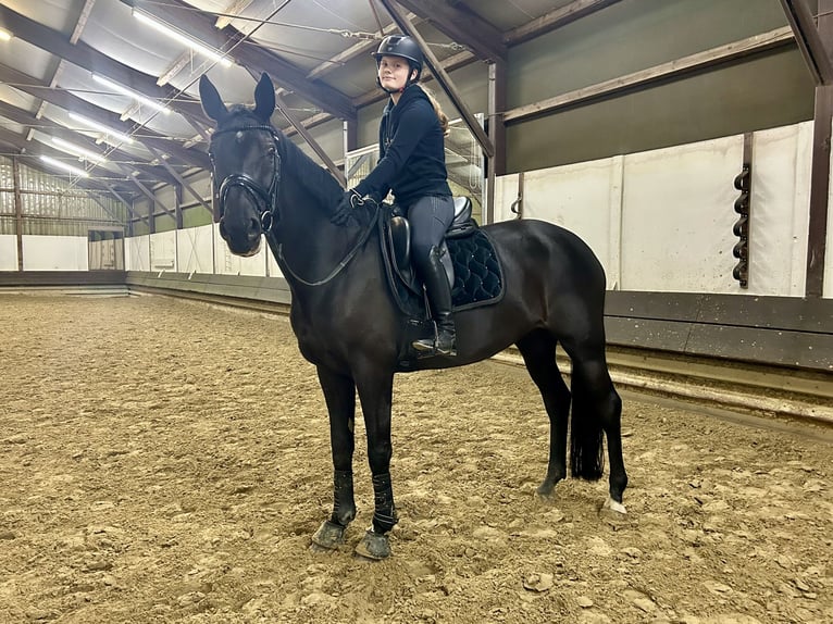 Westfale Stute 10 Jahre 171 cm Schwarzbrauner in Bochum