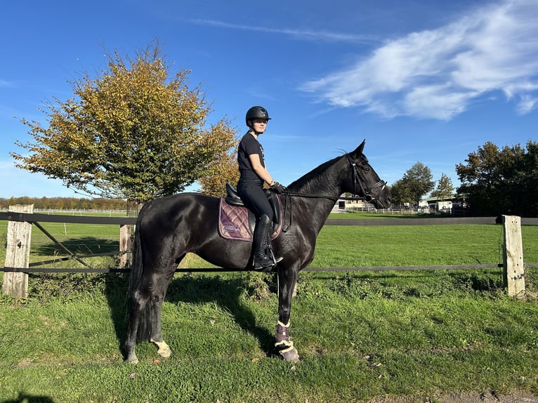 Westfale Stute 10 Jahre 171 cm Schwarzbrauner in Bochum