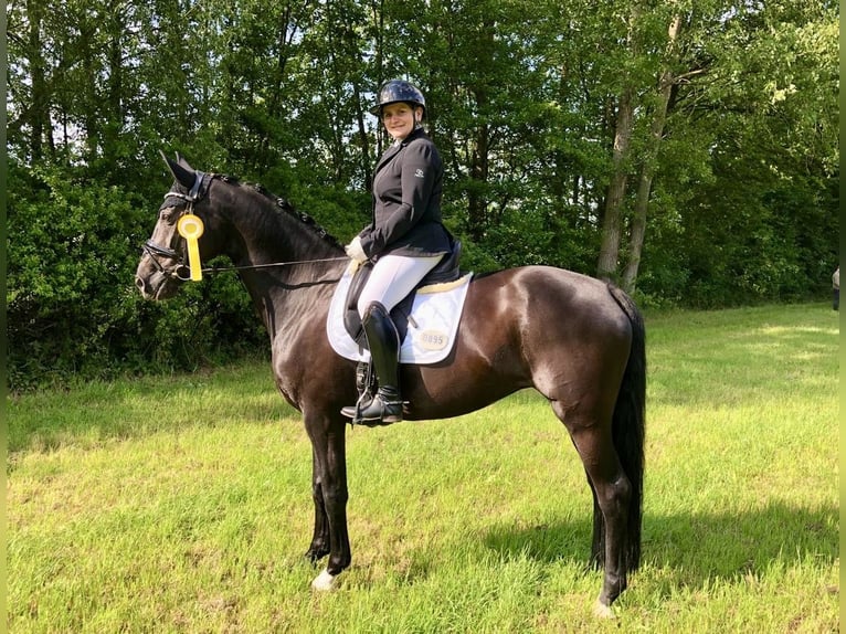 Westfale Stute 10 Jahre 171 cm Schwarzbrauner in Bochum