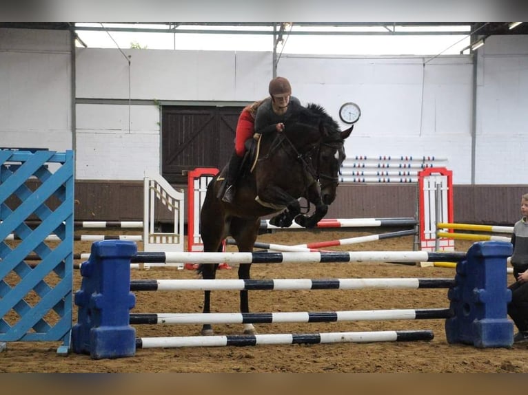 Westfale Stute 10 Jahre 172 cm Brauner in Rees