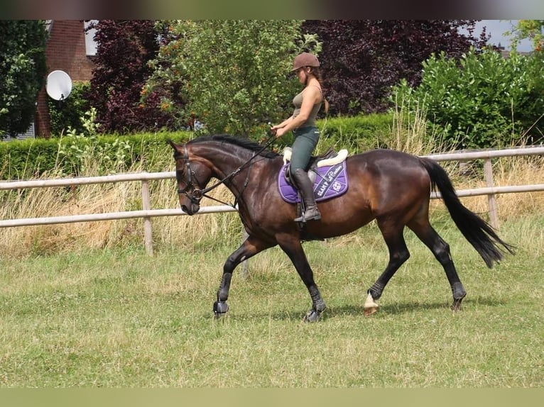 Westfale Stute 10 Jahre 172 cm Brauner in Rees