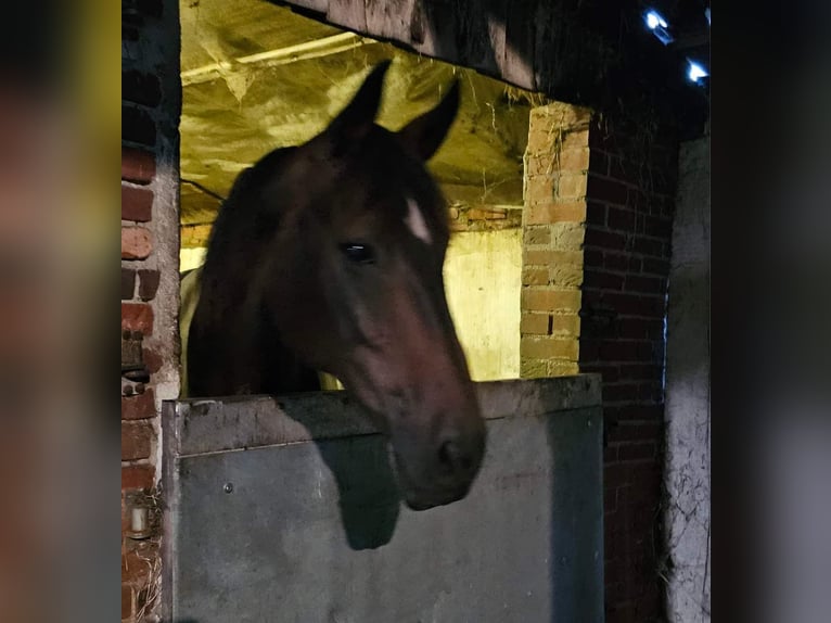 Westfale Stute 10 Jahre 172 cm Brauner in Rees