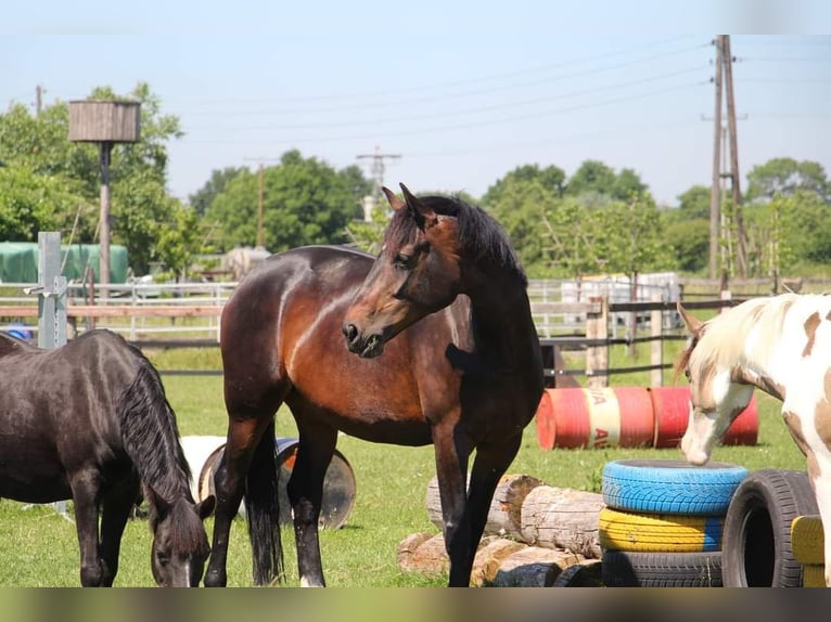 Westfale Stute 10 Jahre 172 cm Brauner in Rees