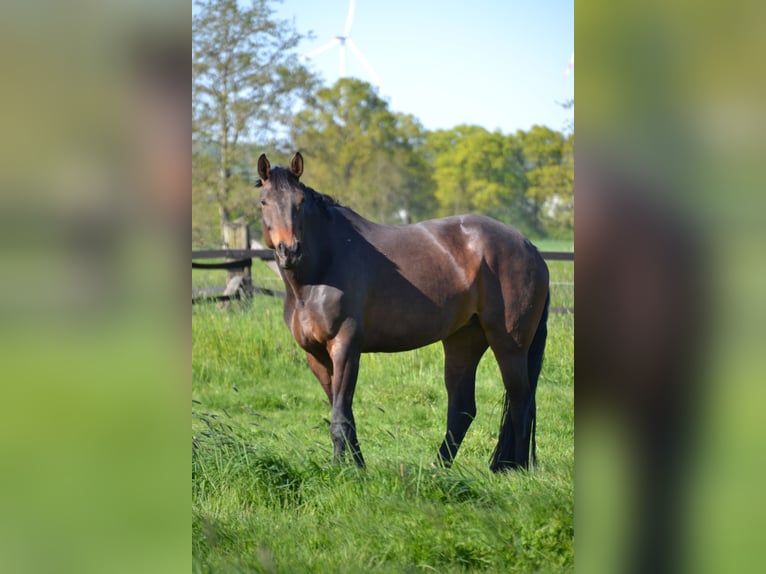 Westfale Stute 10 Jahre 172 cm Brauner in Sendenhorst