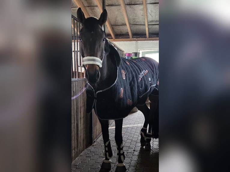 Westfale Stute 10 Jahre 172 cm Brauner in Sendenhorst