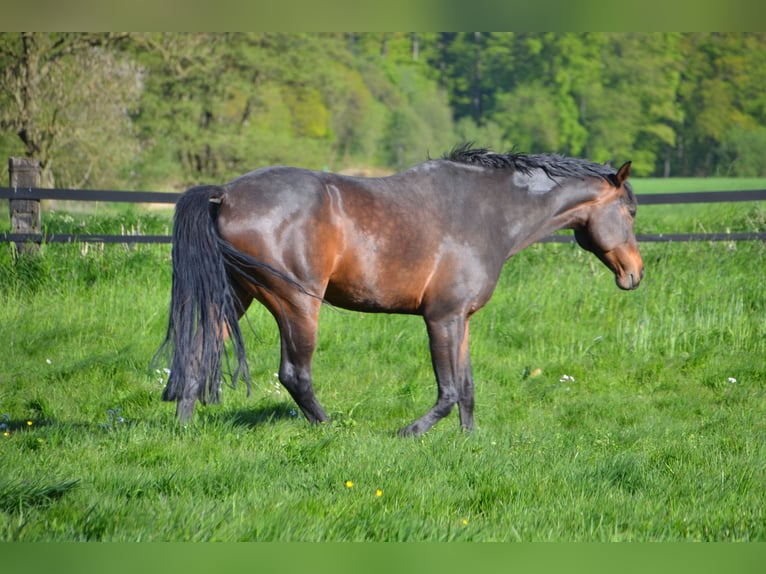 Westfale Stute 10 Jahre 172 cm Brauner in Sendenhorst