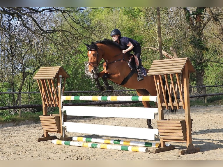 Westfale Stute 10 Jahre 172 cm in Moers