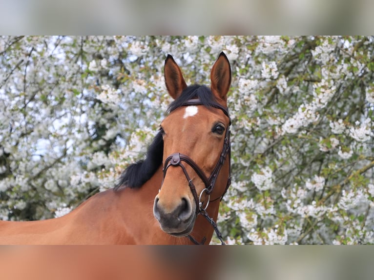 Westfale Stute 10 Jahre 172 cm in Moers