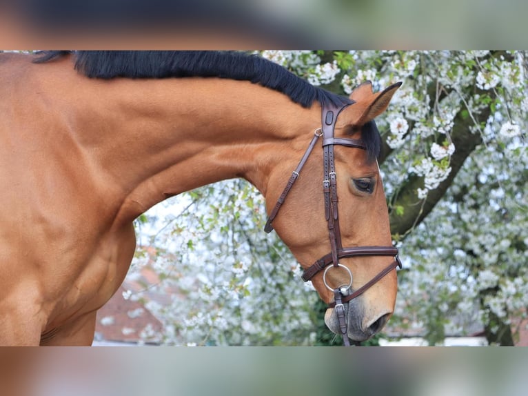 Westfale Stute 10 Jahre 172 cm in Moers