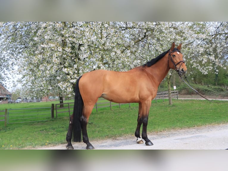 Westfale Stute 10 Jahre 172 cm in Moers