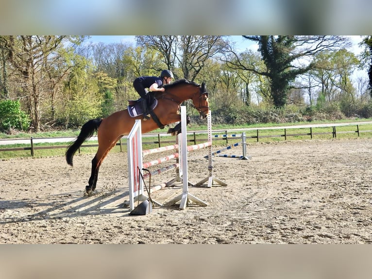 Westfale Stute 10 Jahre 172 cm in Moers
