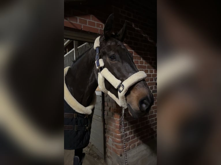 Westfale Stute 10 Jahre 173 cm Dunkelbrauner in Rheda-Wiedenbrück