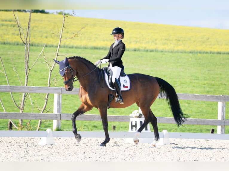 Westfale Stute 10 Jahre 174 cm Rotbrauner in Prague