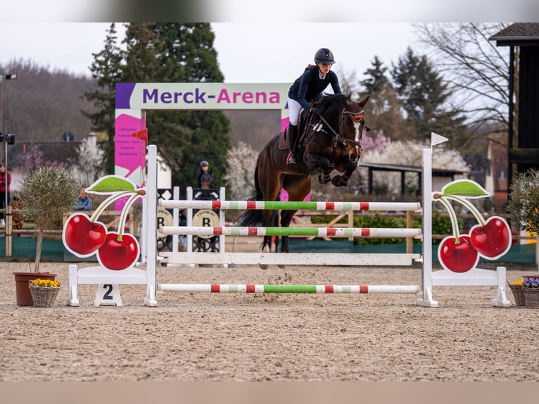 Westfale Stute 10 Jahre 175 cm Brauner in Neunkirchen/Saar