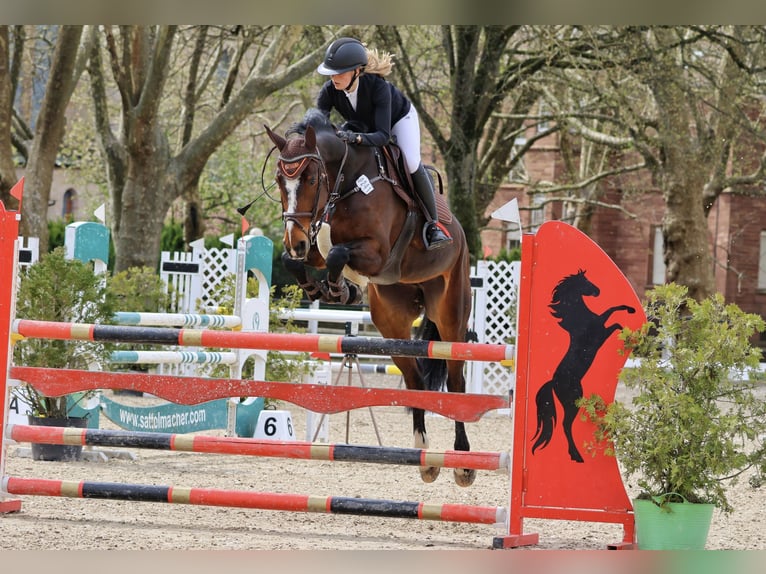 Westfale Stute 10 Jahre 175 cm Brauner in Neunkirchen/Saar