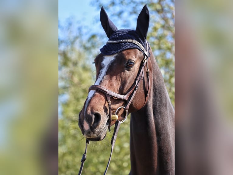 Westfale Stute 10 Jahre 175 cm Brauner in Neunkirchen/Saar