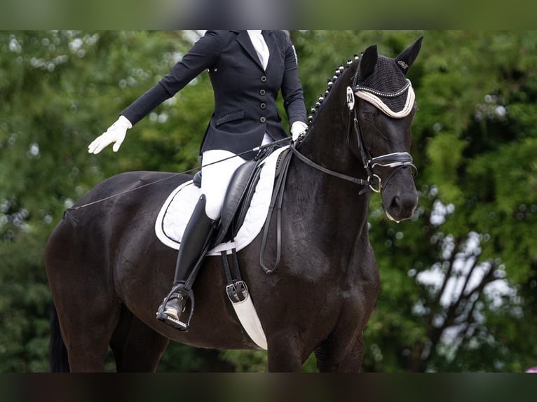 Westfale Stute 10 Jahre 175 cm Rappe in Jena