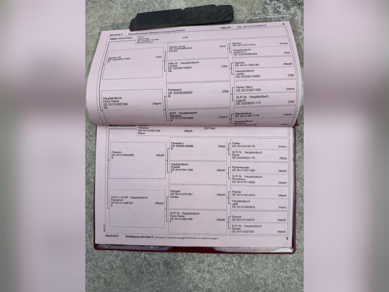 Westfale Stute 10 Jahre 182 cm Brauner in D&#xFC;lmen