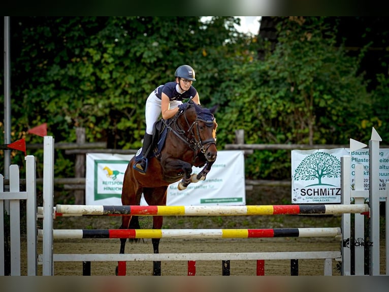 Westfale Stute 11 Jahre 155 cm Brauner in Mülheim an der Ruhr