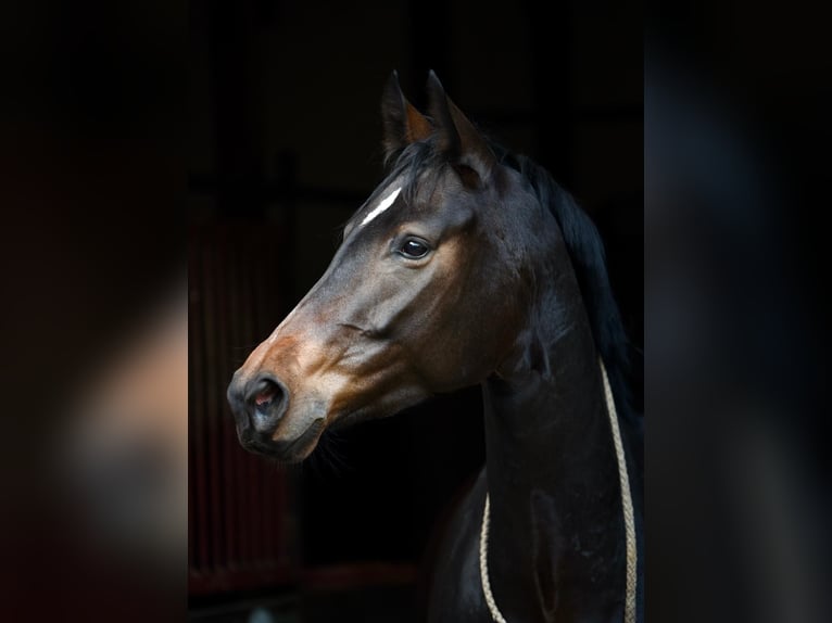 Westfale Stute 11 Jahre 162 cm Dunkelbrauner in Pulheim