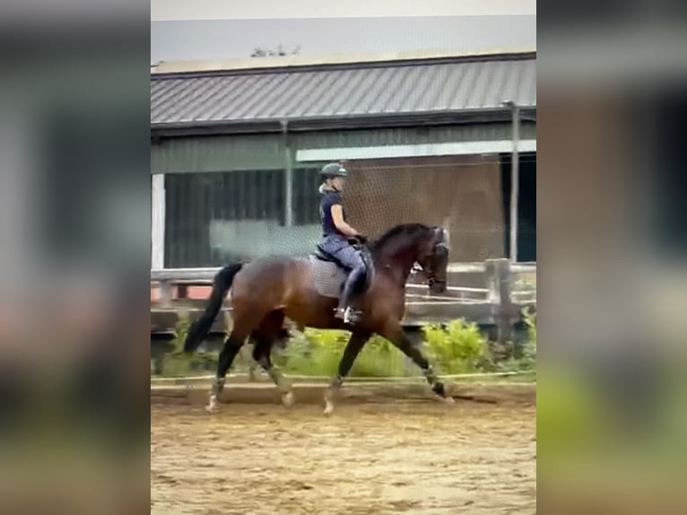 Westfale Stute 11 Jahre 162 cm Dunkelbrauner in Pulheim