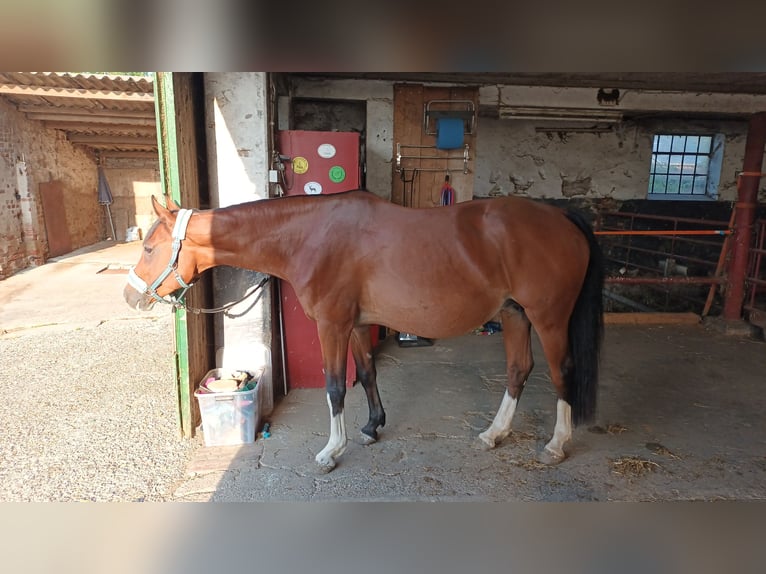 Westfale Stute 11 Jahre 163 cm Brauner in Kranenburg