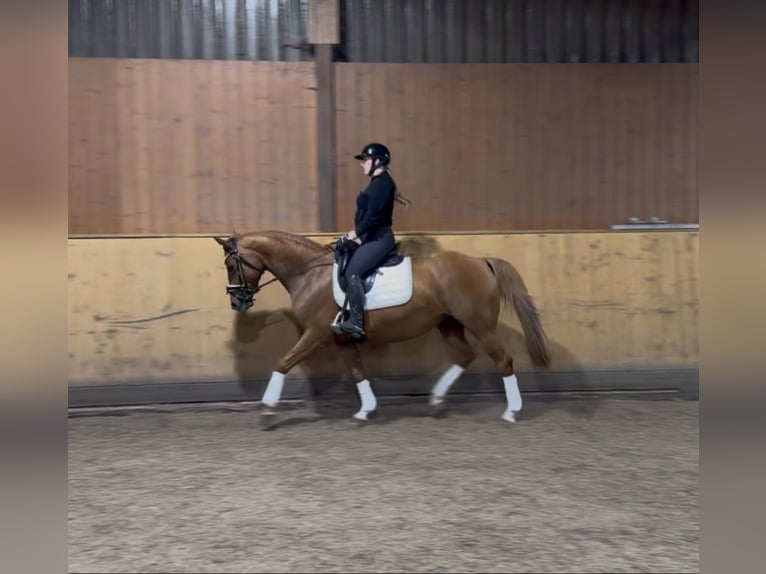 Westfale Stute 11 Jahre 163 cm Fuchs in Hollenstedt