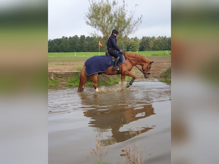 Westfale Stute 11 Jahre 163 cm Fuchs in Hollenstedt