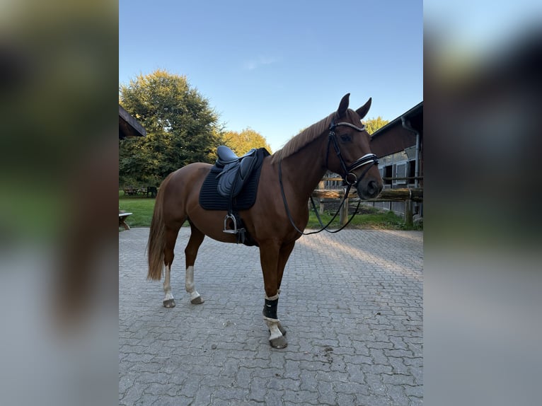 Westfale Stute 11 Jahre 163 cm Fuchs in Hollenstedt