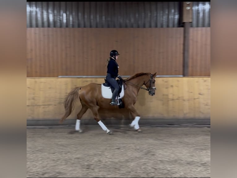 Westfale Stute 11 Jahre 163 cm Fuchs in Hollenstedt