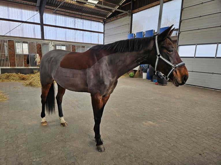 Westfale Stute 11 Jahre 165 cm Brauner in Greven