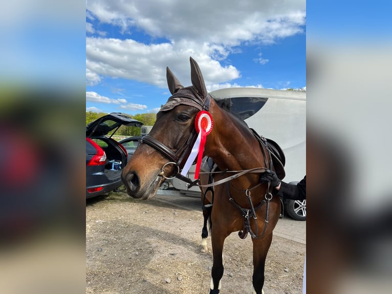 Westfale Stute 11 Jahre 165 cm Brauner in Greven