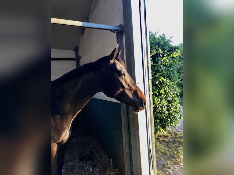 Westfale Stute 11 Jahre 165 cm Dunkelbrauner in NiederkasselNiederkassel