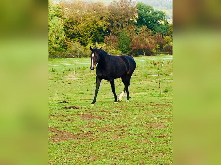Westfale Stute 11 Jahre 165 cm Dunkelbrauner in NiederkasselNiederkassel
