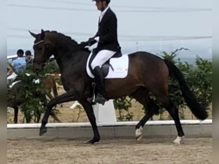 Westfale Stute 11 Jahre 167 cm Schwarzbrauner in Marigny le Lozon