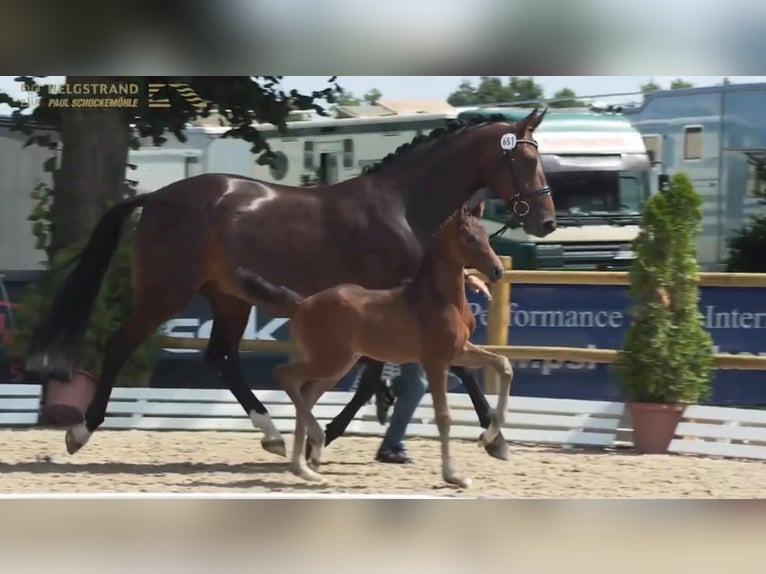 Westfale Stute 11 Jahre 167 cm Schwarzbrauner in Marigny le Lozon