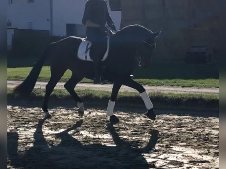 Westfale Stute 11 Jahre 167 cm Schwarzbrauner in Marigny le Lozon