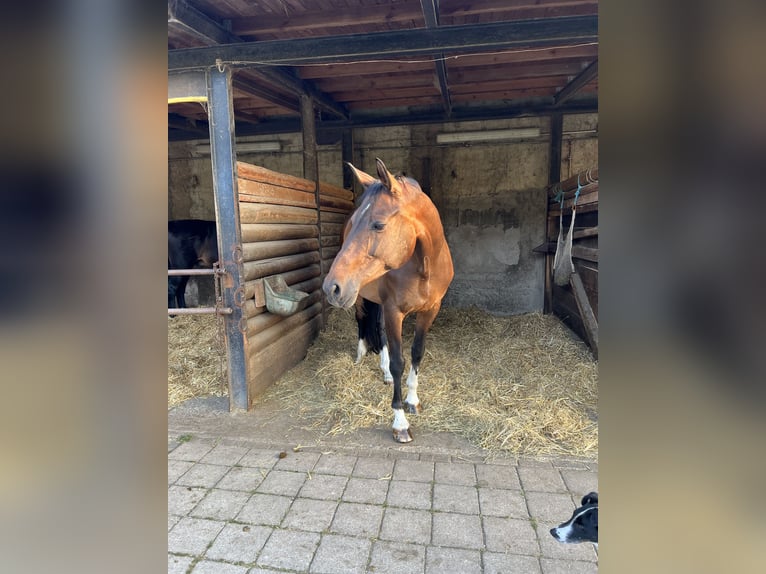 Westfale Stute 11 Jahre 168 cm Brauner in Jena