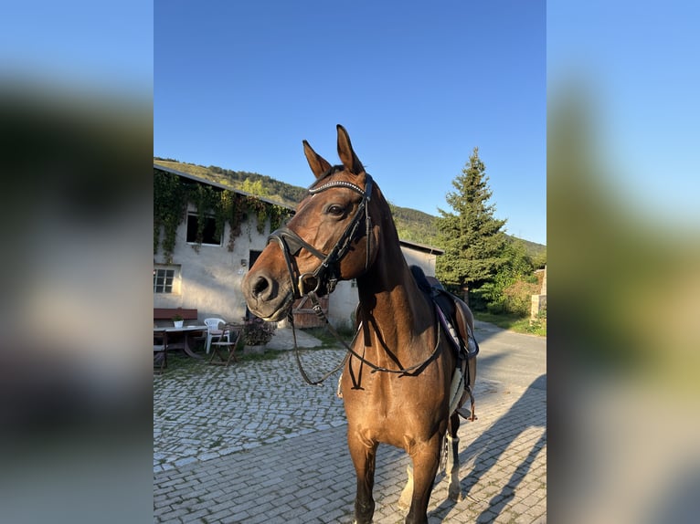 Westfale Stute 11 Jahre 168 cm Brauner in Jena