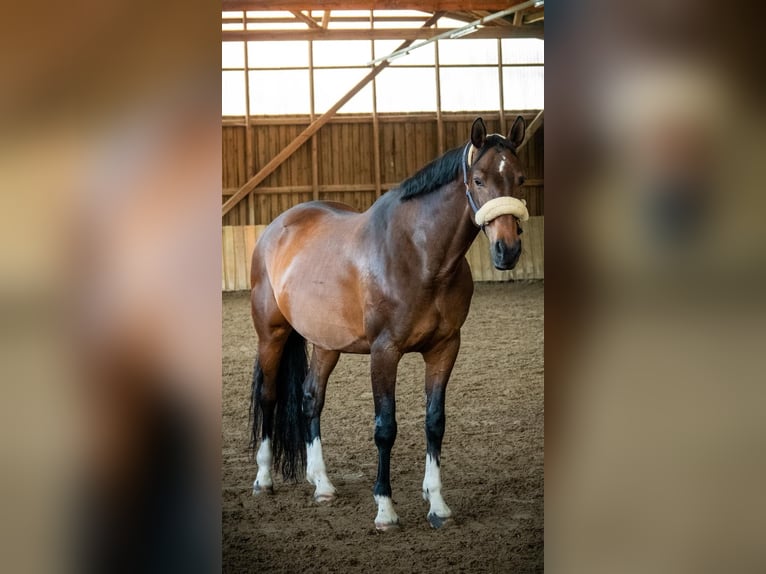 Westfale Stute 11 Jahre 168 cm Brauner in Jena