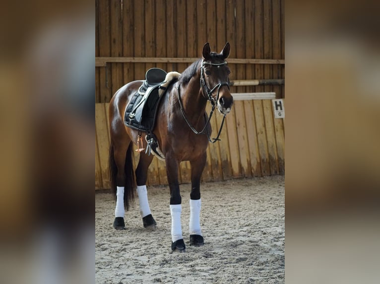 Westfale Stute 11 Jahre 168 cm Brauner in Jena